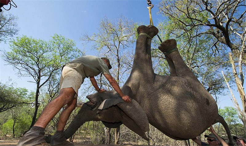 近日，南非一處自然保護(hù)區(qū)內(nèi)整個(gè)象群逃離。