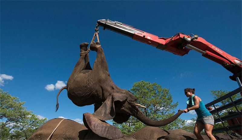 護(hù)林員***時(shí)間對(duì)其進(jìn)行追蹤，而后將十幾頭約4噸重的大象麻醉并捆綁四肢，用起重機(jī)小心放入轉(zhuǎn)運(yùn)車上救回。