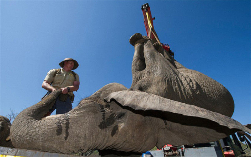 報(bào)道稱，為了使大象們感到舒適，護(hù)林人員在運(yùn)送期間一直陪在它們身邊，用樹(shù)枝撐開(kāi)象鼻以保證它們能夠正常呼吸，并給它們澆水降溫。