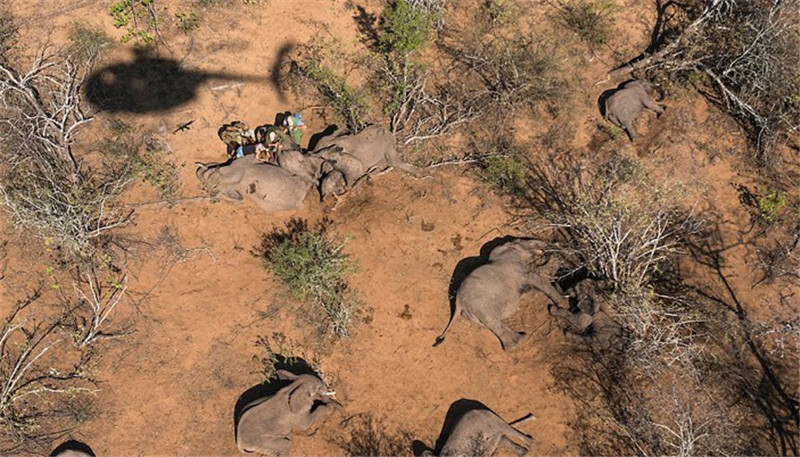 在一張照片中，大象轉(zhuǎn)醒后正在試著邁出它們安全回歸后的***步。