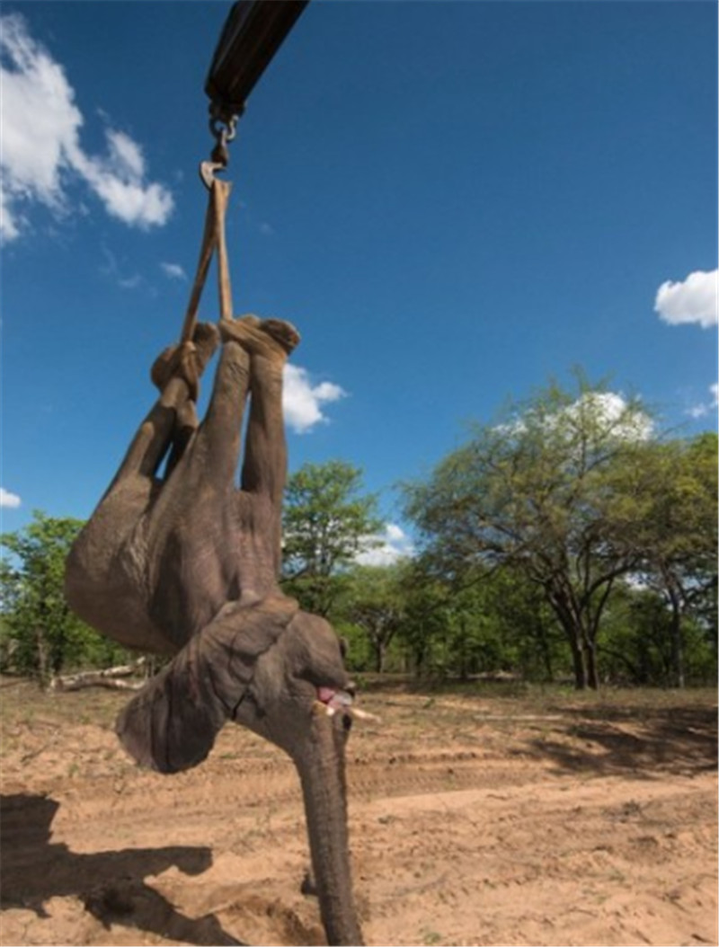 據(jù)悉，大象被吊車吊起的畫面由來(lái)自英國(guó)的攝影師兼自然保護(hù)主義者皮特?牛津（Pete Oxford）拍攝。